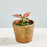 Syngonium pink perfection