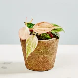 Philodendron micans marble variegata