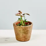 syngonium pink rolli