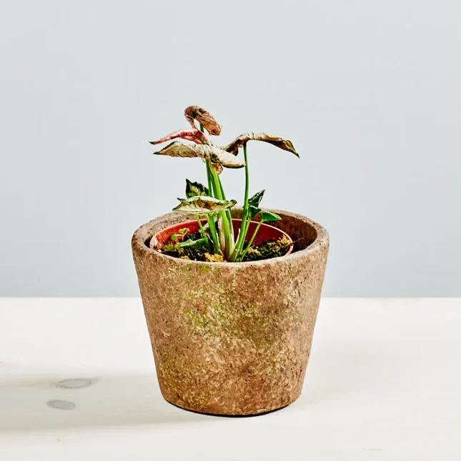 MS1k10_0065_MS10 66 syngonium pink rolli