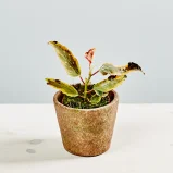 Begonia ginny galaxy variegata