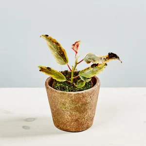Begonia ginny galaxy variegata