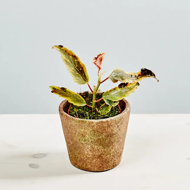 Begonia ginny galaxy variegata