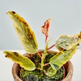 MS1k10_0070_MS10 71