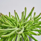 MS1k10_0074_MS10 75