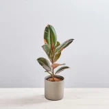 Fikus elastica belize (ficus)
