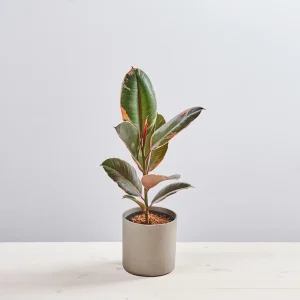 Fikus elastica belize (ficus)