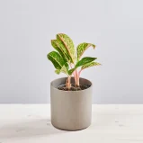 Aglaonema cocomelon