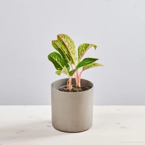 Aglaonema cocomelon