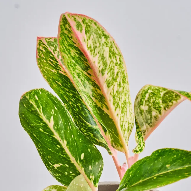 MS1k10_0081_MS10 82 MS1k10_0081_MS10 82