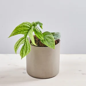 Monstera amydrium medium silver