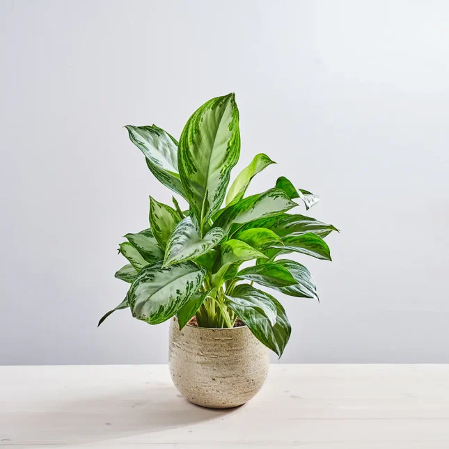 Aglaonema silver bay