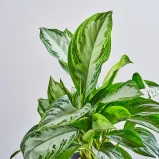 MS1k10_0096_MS10 98