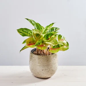 Aglaonema iguana red