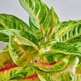 MS1k10_0101_MS10 103
