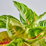 MS1k10_0102_MS10 104