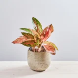 Aglaonema tango pink