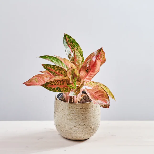 MS1k10_0104_MS10 106 Aglaonema tango pink