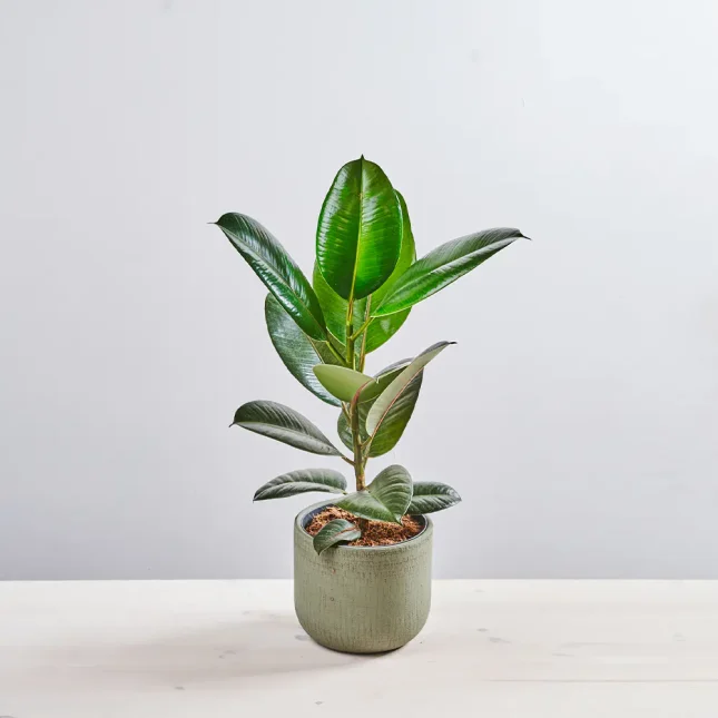 Fikus elastica robusta (ficus)