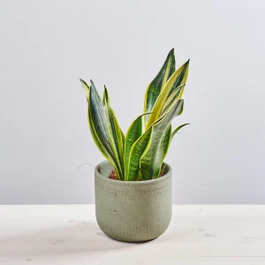 Sansevieria trifasciata golden flame