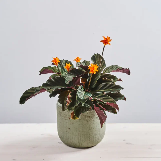Calathea crocata