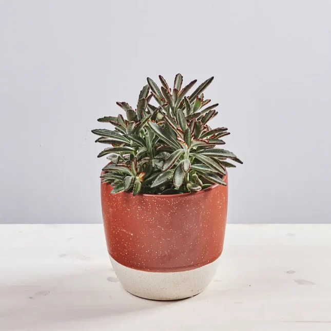 Kalanchoe tomentosa nigra