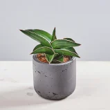 Sansevieria samurai