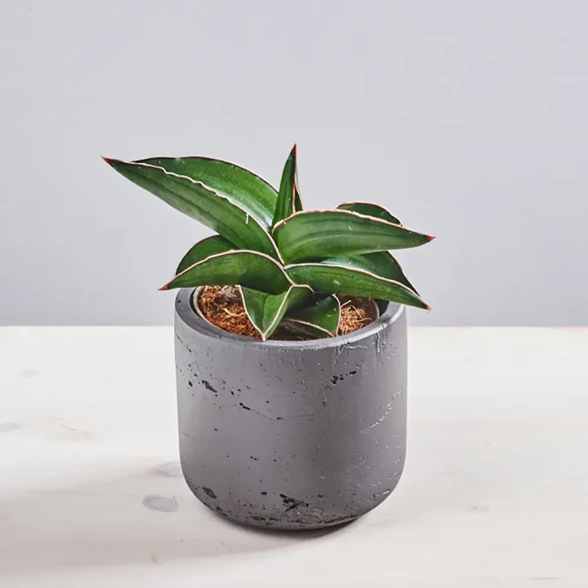 Sansevieria samurai