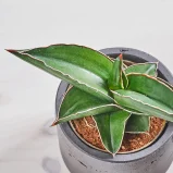MS1k10_0148_MS10 150