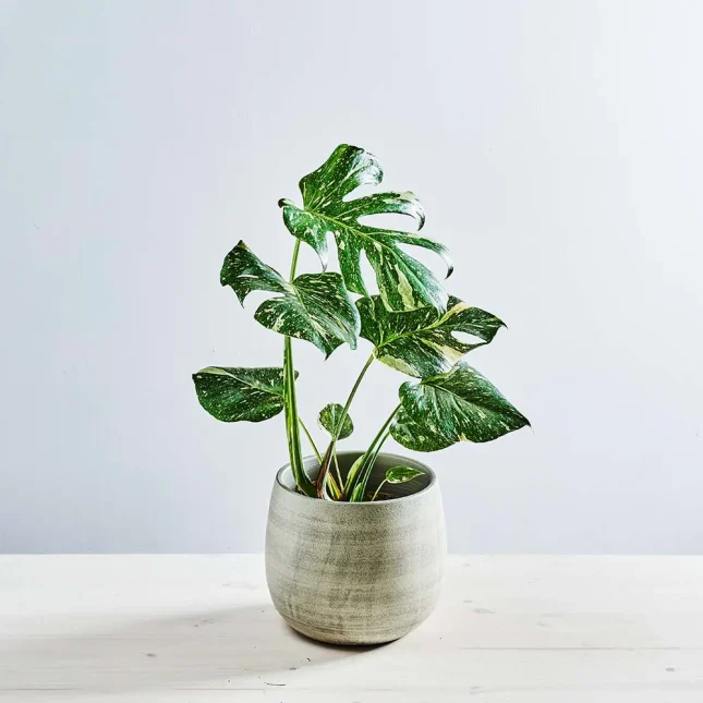 Monstera deliciosa 'thai constellation'
