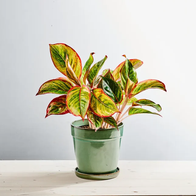 MS131k_0230_MS13 235 Aglaonema jamaica red