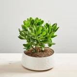 Crassula magica tree (grubosz)