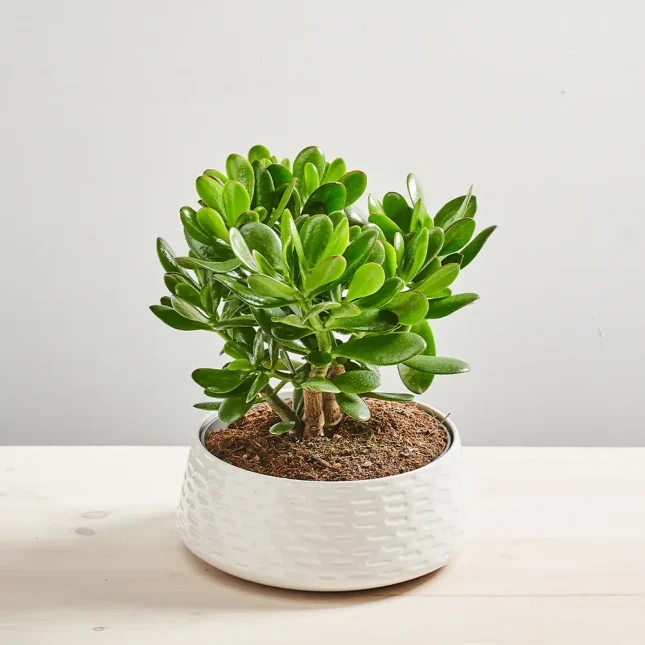 Crassula magica tree (grubosz)