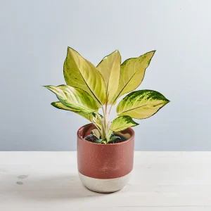 Aglaonema gold