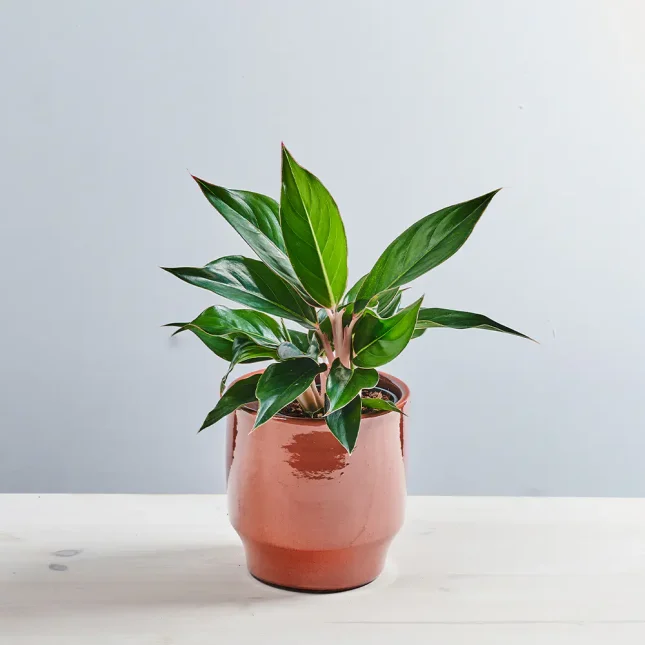 MS141k_0008_MS14 8 Aglaonema Sapphire
