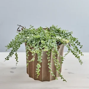 Dischidia ruscifolia variegata