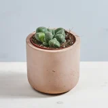 Żywe kamienie 'pleiospilos nelii' (lithops)