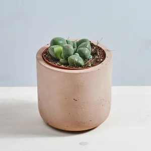 Żywe kamienie 'pleiospilos nelii' (lithops)