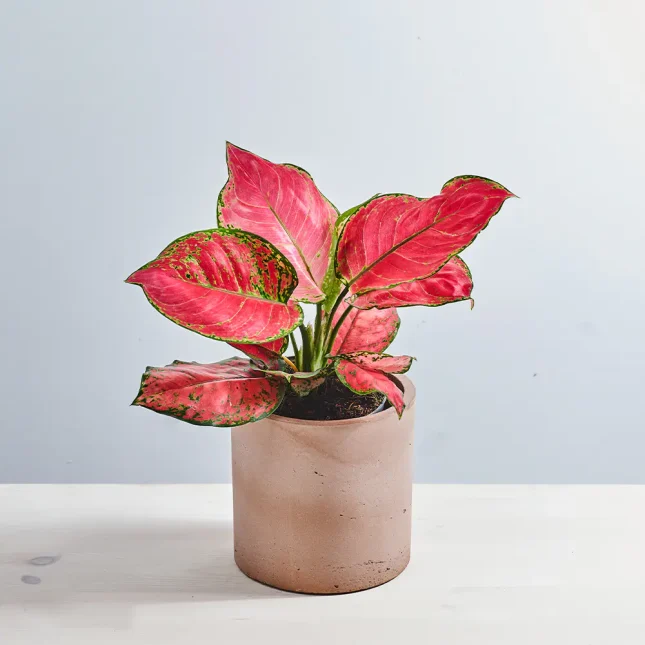 MS141k_0054_MS14 54 Aglaonema red joy
