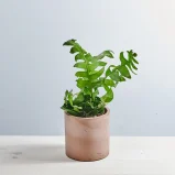 Epiphyllum chrysocardium