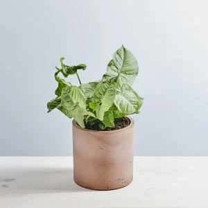 Syngonium confetti