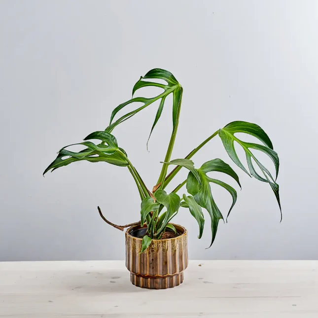 Monstera burle marx flame