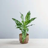 Aglaonema romeo
