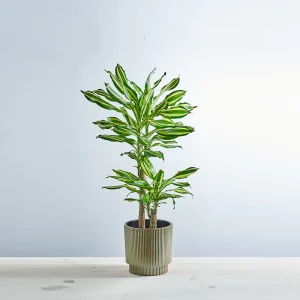 Dracaena fragrans silver dream