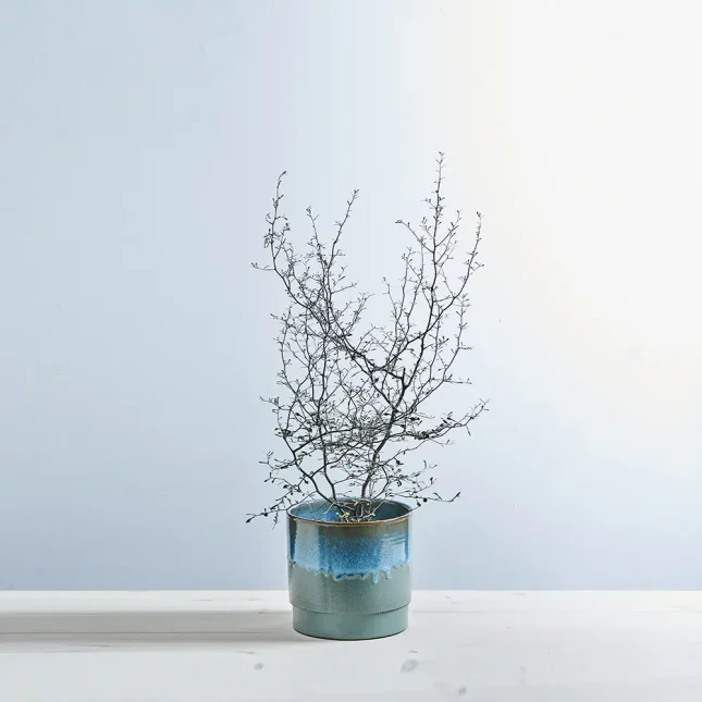 Corokia cotoneaster