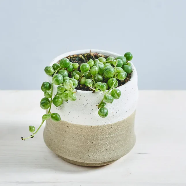 Senecio rowleyanus variegata (starzec rowleya)