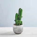 Cereus peruvianus 'Florida' baby