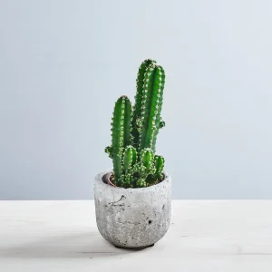Cereus peruvianus 'Florida' baby