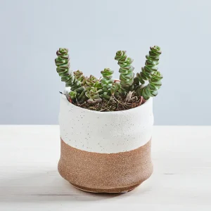 Crassula marnieriana (hottentot) baby