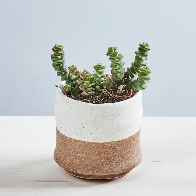 MS171k_0012_MS17 12 Crassula marnieriana (hottentot) baby